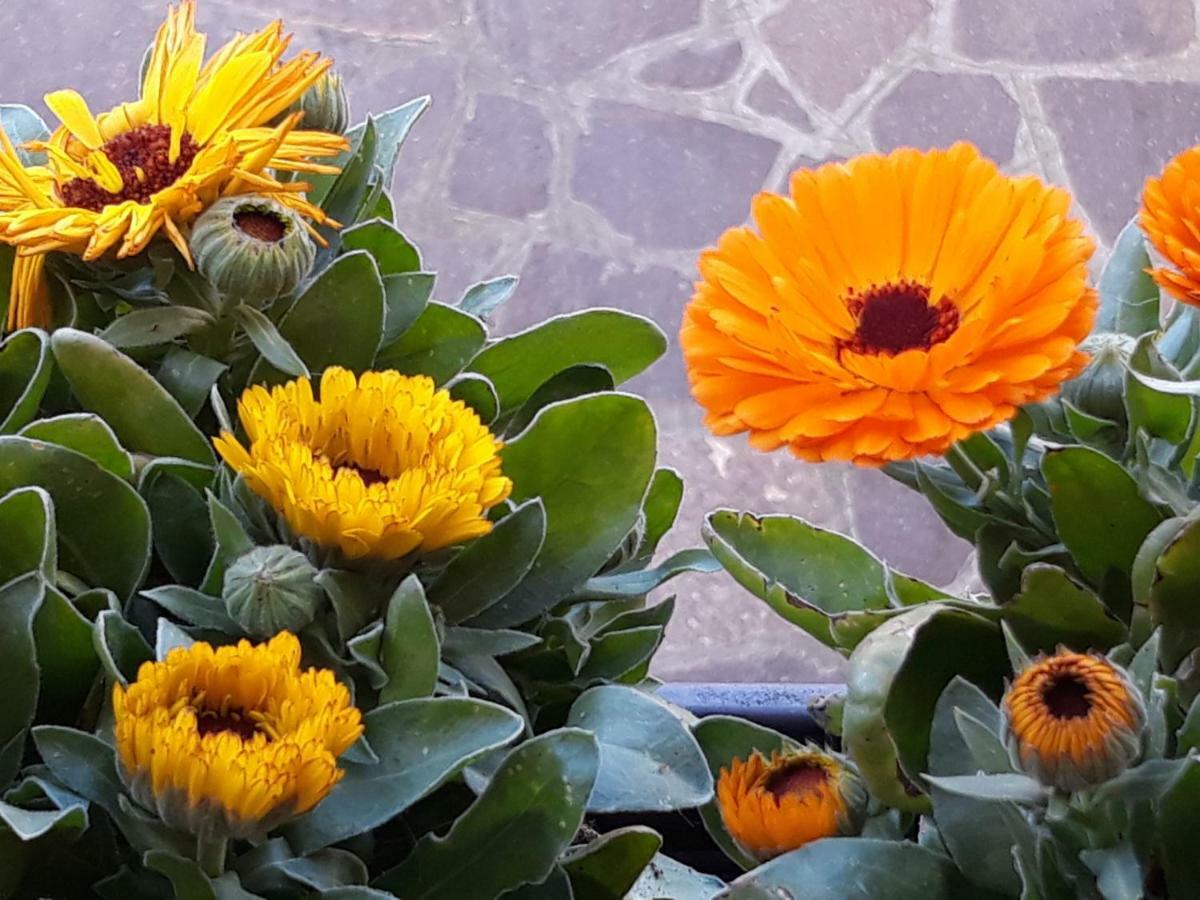 Appartamento Flowery House